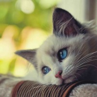 Avatar của người chơi Liễu Thùy My tại bet89vin